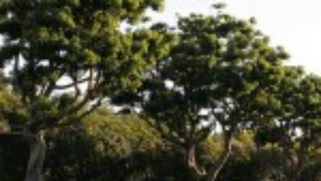 A row of large trees with lush green foliage line the side of a paved road. The trees cast long shadows on the grass, and the sky is clear and bright.